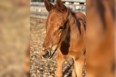A red foal standing in  a field.